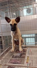 Lucy - Mixed Breed Dog