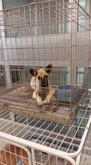 Lucy - Mixed Breed Dog