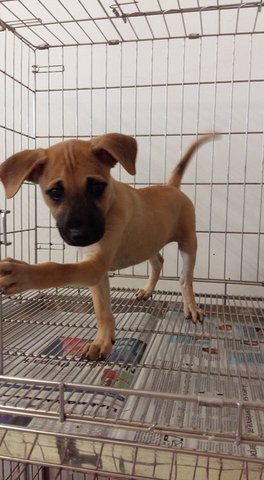 Cc.. - Mixed Breed Dog