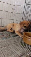 Cc.. - Mixed Breed Dog