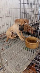 Cc.. - Mixed Breed Dog