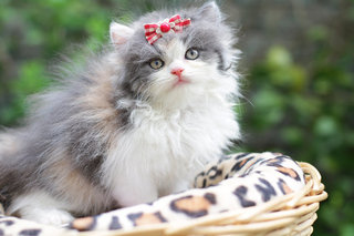 Nasha Kurkova Fujiwara - Persian Cat