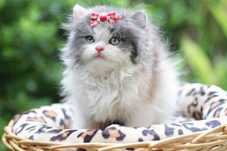 Nasha Kurkova Fujiwara - Persian Cat