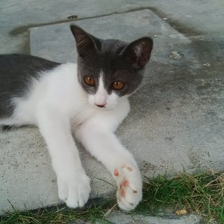 Grey - Domestic Short Hair Cat