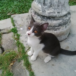 Grey - Domestic Short Hair Cat