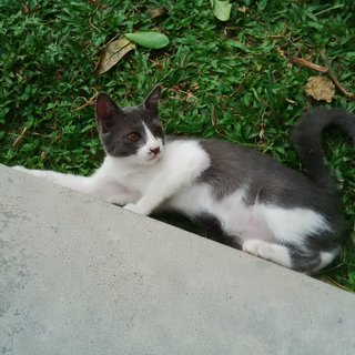 Grey - Domestic Short Hair Cat