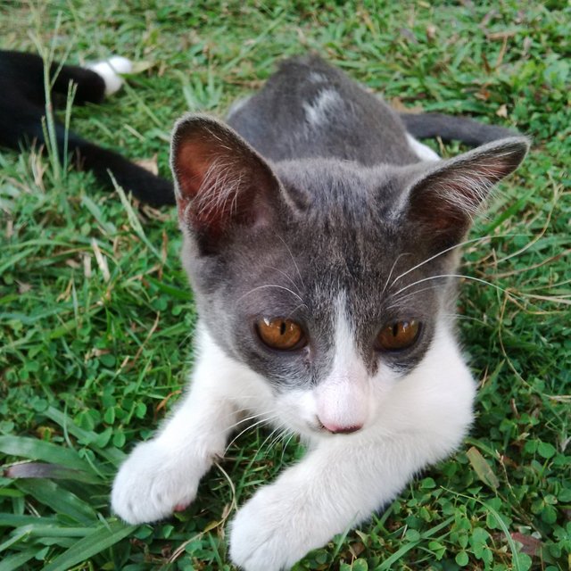 Grey - Domestic Short Hair Cat