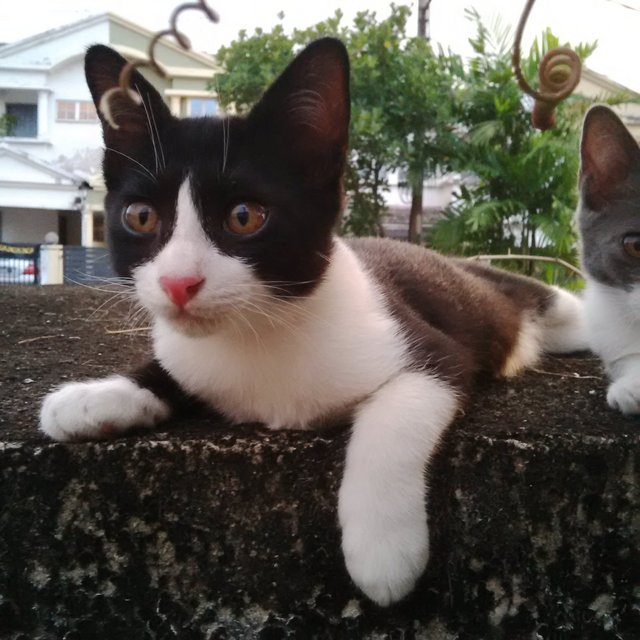 Long Socks - Domestic Short Hair Cat