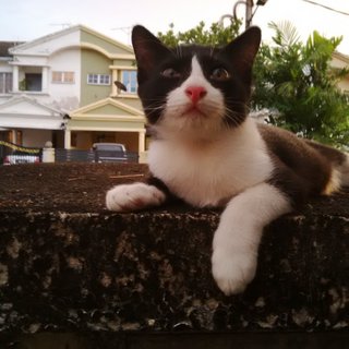 Long Socks - Domestic Short Hair Cat