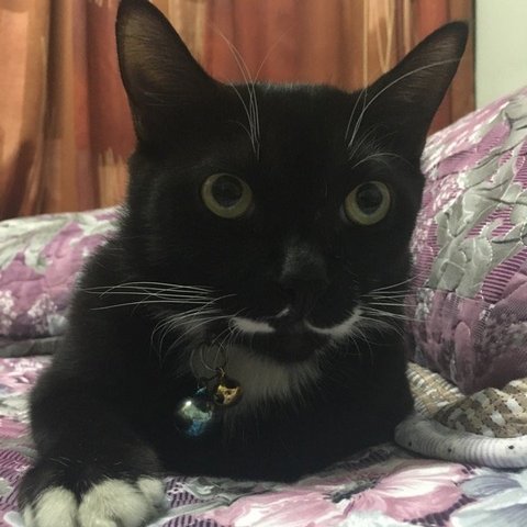 Maru - Domestic Long Hair Cat