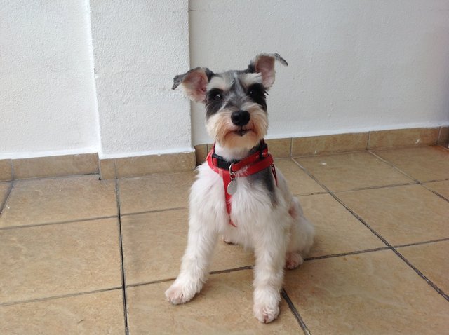 Lucky - Schnauzer Dog