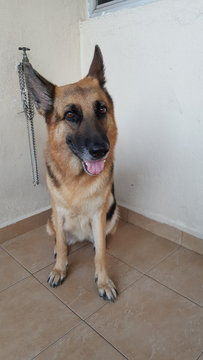 Happy - German Shepherd Dog Dog