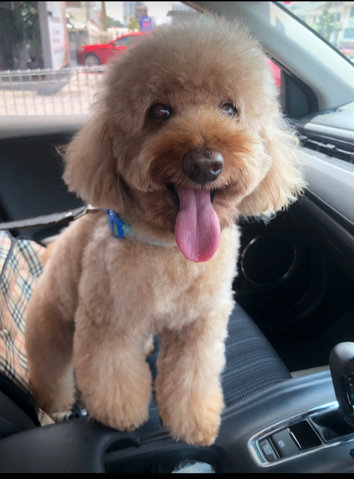 Teddy  - Poodle Dog