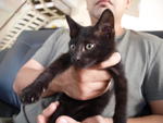 Luckytoes Midnight - Bobtail + Domestic Short Hair Cat