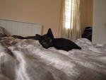 Luckytoes Midnight - Bobtail + Domestic Short Hair Cat