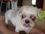 Gal - Shih Tzu Dog