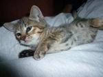 Lily - Tabby Cat