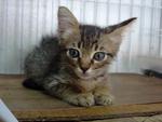 Brumby - Tabby Cat