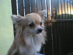 PF7943 - Chihuahua Dog