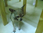 PF7945 - Chihuahua Dog