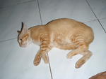 Kuning I - Singapura Cat