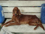 Scarlett - Irish Setter Dog