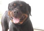 Tyson - Rottweiler Dog