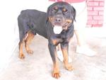 Tyson - Rottweiler Dog