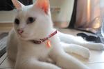 Kinchan - Domestic Short Hair Cat