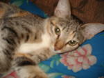 Adeq - Domestic Short Hair Cat