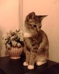 Adeq - Domestic Short Hair Cat