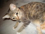 Adeq - Domestic Short Hair Cat