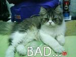 Bad - Persian Cat