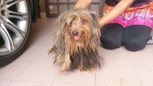 Unknown Silky Terrier - Silky Terrier Dog