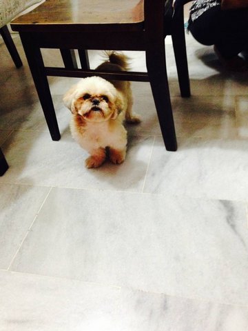 Lolita - Shih Tzu Dog