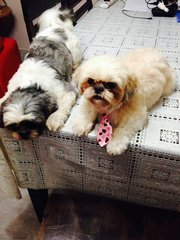 Lolita - Shih Tzu Dog