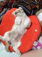 Lolita - Shih Tzu Dog