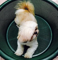 Lolita - Shih Tzu Dog