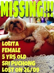 Lolita - Shih Tzu Dog