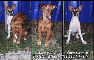 Container Puppies  - Mixed Breed Dog