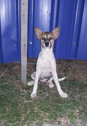 Container Puppies  - Mixed Breed Dog