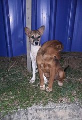 Container Puppies  - Mixed Breed Dog