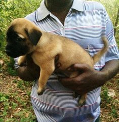 Wonder Puppies - Mixed Breed Dog