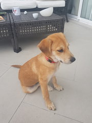 Sasa - Mixed Breed Dog