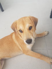 Sasa - Mixed Breed Dog