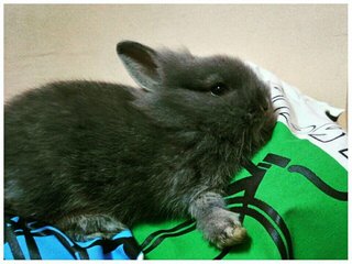 Bengy - Netherland Dwarf + Lionhead Rabbit