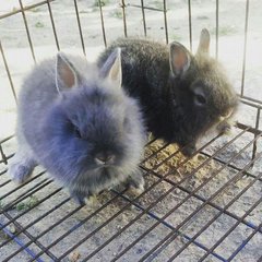 Bengy - Netherland Dwarf + Lionhead Rabbit