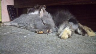 Bengy - Netherland Dwarf + Lionhead Rabbit