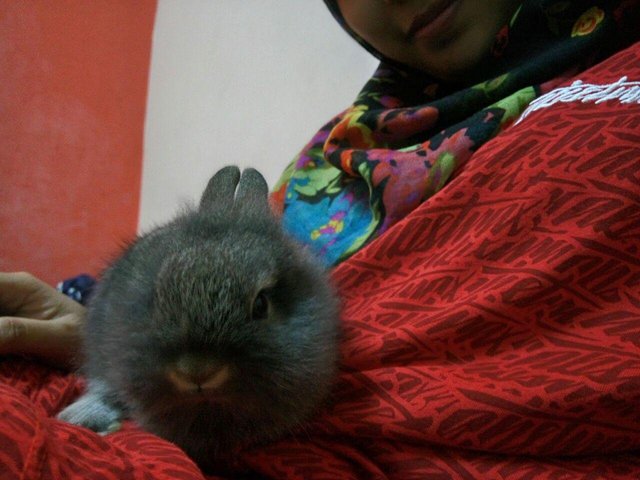 Bugsy - Netherland Dwarf + Lionhead Rabbit