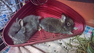 Bugsy - Netherland Dwarf + Lionhead Rabbit